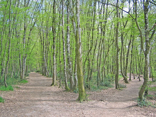 forest paths