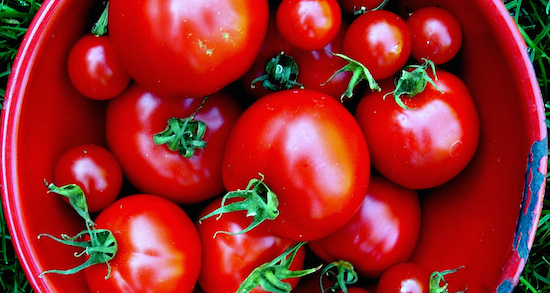 Tomatoes in a bowl